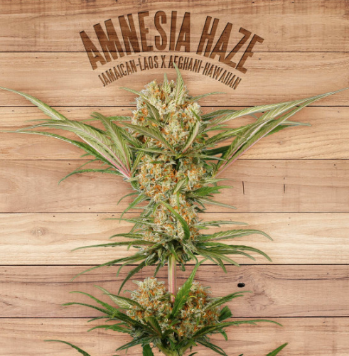 Amnesia Haze Thc 1